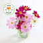 Back to Roots Organic Cosmos Growing Kit
