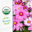 Back to Roots Organic Cosmos Growing Kit