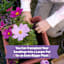 Back to Roots Organic Cosmos Growing Kit