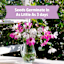 Back to Roots Organic Cosmos Growing Kit