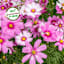 Back to Roots Organic Cosmos Growing Kit