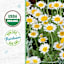 Back to Roots Heirloom Seeds, Chamomile German
