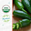 Back to Roots Heirloom Seeds, Pepper Hot Jalapeno Chili Pepper