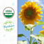 Back to Roots Heirloom Seeds, Grey Stripe Sunflower Mammoth
