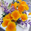 Back to Roots Heirloom Seeds, California Poppy