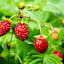 Back to Roots Kids Grow Kit, Strawberry