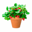 Back to Roots Kids Grow Kit, Strawberry
