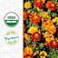 Back to Roots Organic Marigold Grow Kit