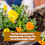 Back to Roots Organic Marigold Grow Kit