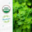 Back to Roots Heirloom Seeds, Oregano Italian
