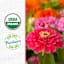 Back to Roots Organic Zinnia Grow Kit