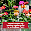 Back to Roots Organic Zinnia Grow Kit