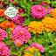 Back to Roots Organic Zinnia Grow Kit