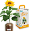 Back to Roots Windowsill Organic Sunflower Grow Kit