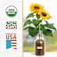 Back to Roots Windowsill Organic Sunflower Grow Kit