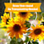 Back to Roots Windowsill Organic Sunflower Grow Kit