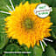 Back to Roots Windowsill Organic Sunflower Grow Kit