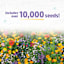 Back to Roots Organic Wildflower Seed Mix Value, 1.4oz