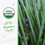 Back to Roots Heirloom Seeds, Chives Garlic