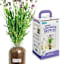 Back to Roots Windowsill Organic Lavender Grow Kit