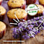 Back to Roots Windowsill Organic Lavender Grow Kit