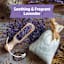 Back to Roots Windowsill Organic Lavender Grow Kit