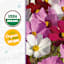 Back to Roots Heirloom Seeds, Cosmos Sensation Mix