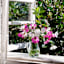 Back to Roots Heirloom Seeds, Cosmos Sensation Mix