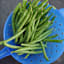 Back to Roots Heirloom Seeds, Bean Blue Lake Bush Green