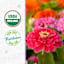 Back to Roots Heirloom Seeds, Zinnia California Giants