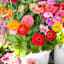 Back to Roots Heirloom Seeds, Zinnia California Giants