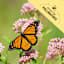 Back to Roots Heirloom Seeds, Marigold Sparky