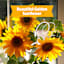 Back to Roots Kids Grow Kit, Sunflower