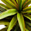 Yucca Tree with Black Planter, 48"