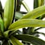 Yucca Tree with Black Planter, 33"