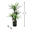 Yucca Tree with Black Planter, 33"