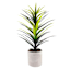 Yucca Tree with Cement Planter, 42"