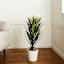 Yucca Tree with Cement Planter, 42"