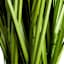 Onion Grass Bundle with Grey Magnesia Planter, 44"