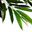 Potted Willow Tree, 3'