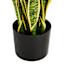 Potted Snake Plant, 3'