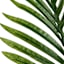 Potted Areca Plant, 3'