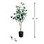 Potted Eucalyptus Tree, 3'