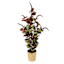 Coleus Plant with Woven Vessel, 36"