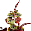 Coleus Plant with Woven Vessel, 36"
