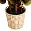 Coleus Plant with Woven Vessel, 36"