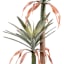 Sisal Tree in Black Pot, 43"