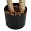 Sisal Tree in Black Pot, 43"