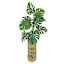 Monstera Plant with Cylinder Basket Planter, 42"