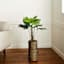 Monstera Plant with Cylinder Basket Planter, 42"